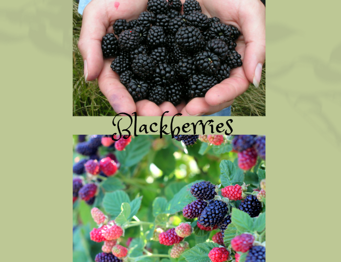 Blackberries