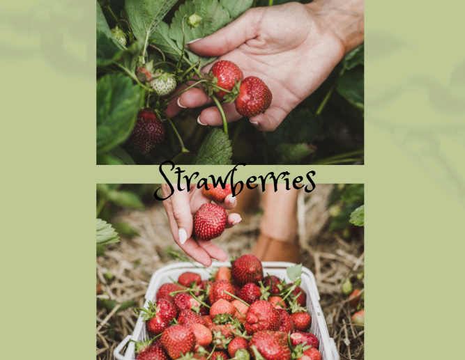 Strawberries