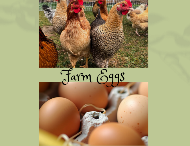 Farm Fresh Eggs