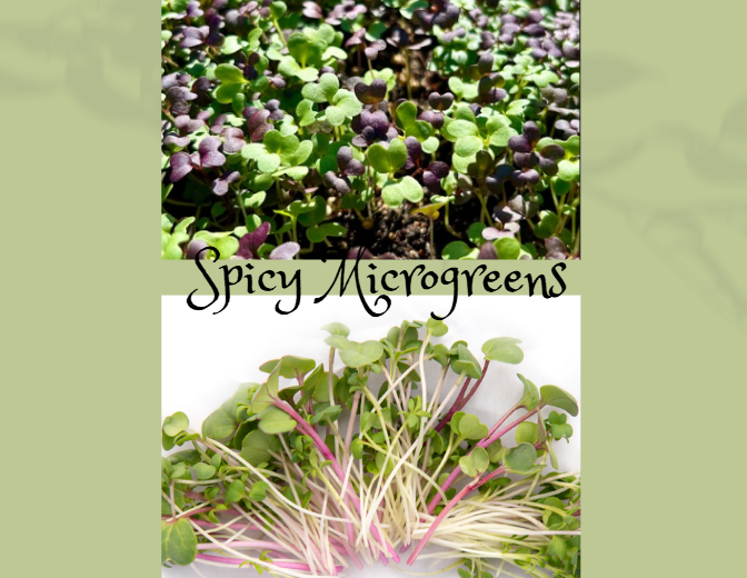 Spicy Microgreens