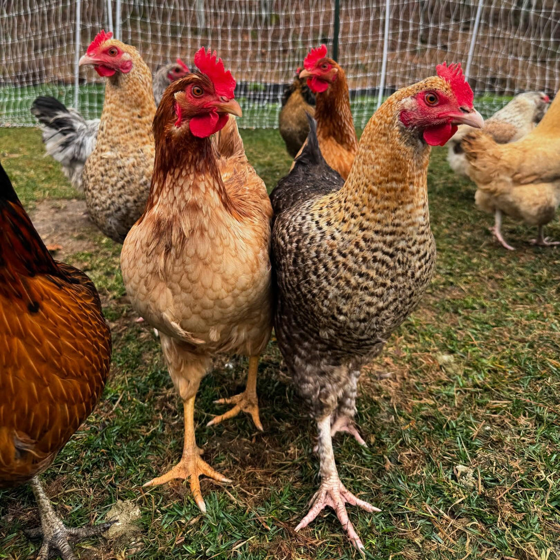 Raising Backyard Chickens