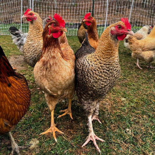 Raising Backyard Chickens