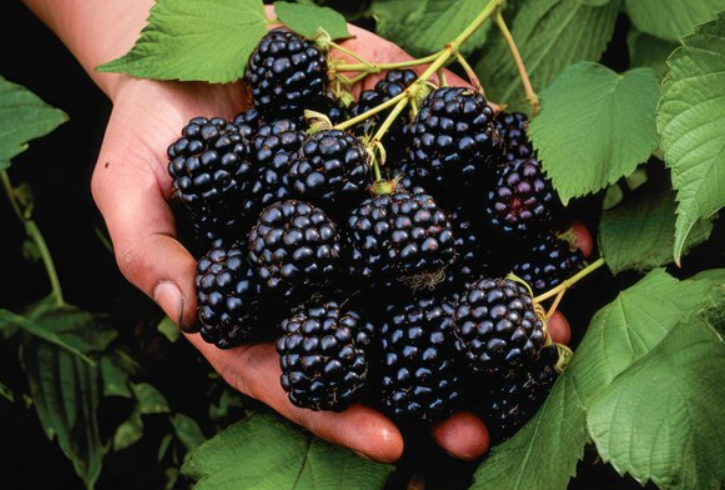 All About Blackberries