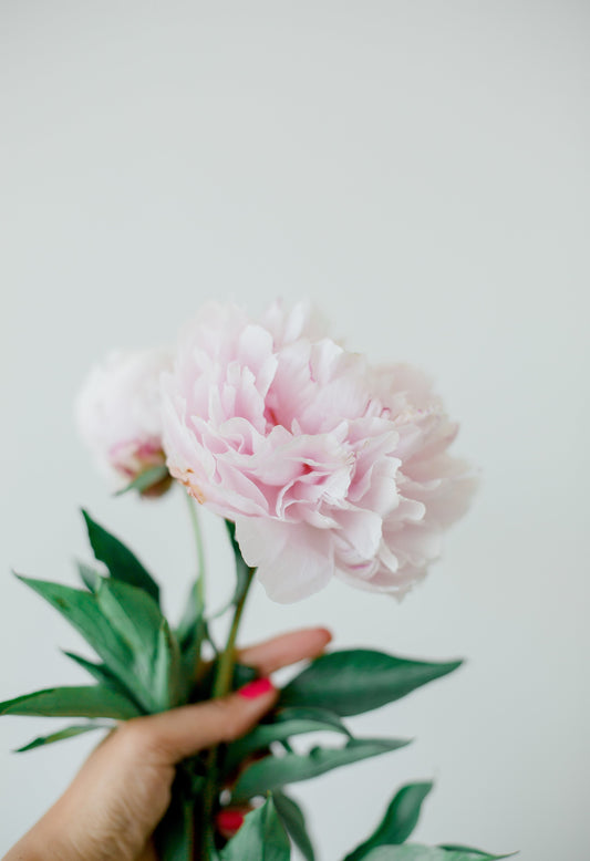 Peonies