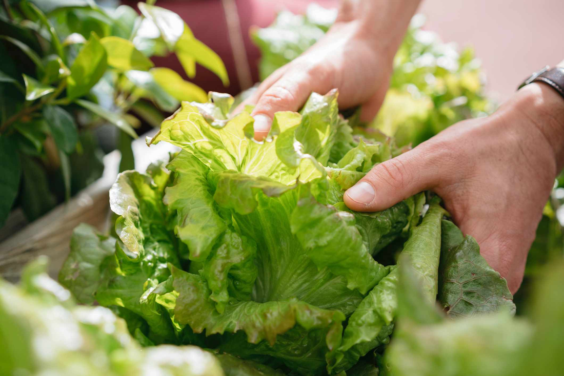 Lettuce: Grow, Care & Harvest Guide