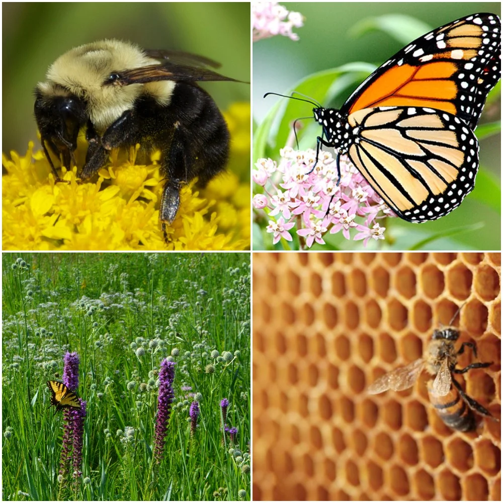 Bees & Pollinators — How Vital They Are for Crops & Flowers