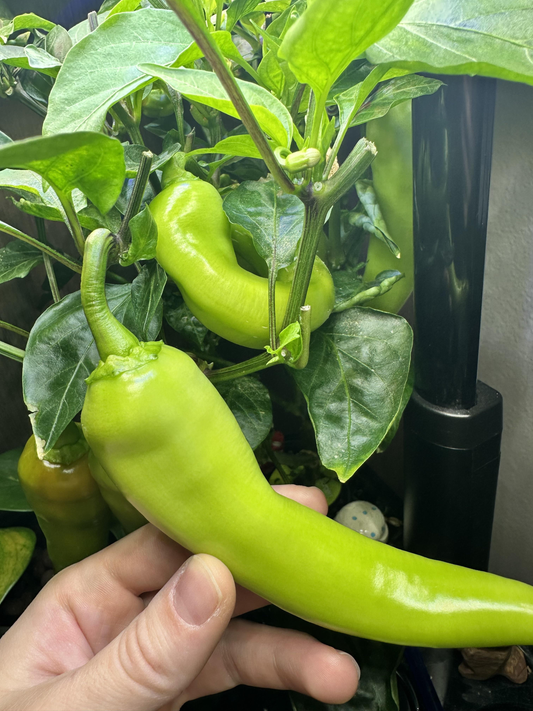 Banana Peppers