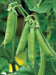 Bush Sugar Snap Peas — Grow & Care Guide