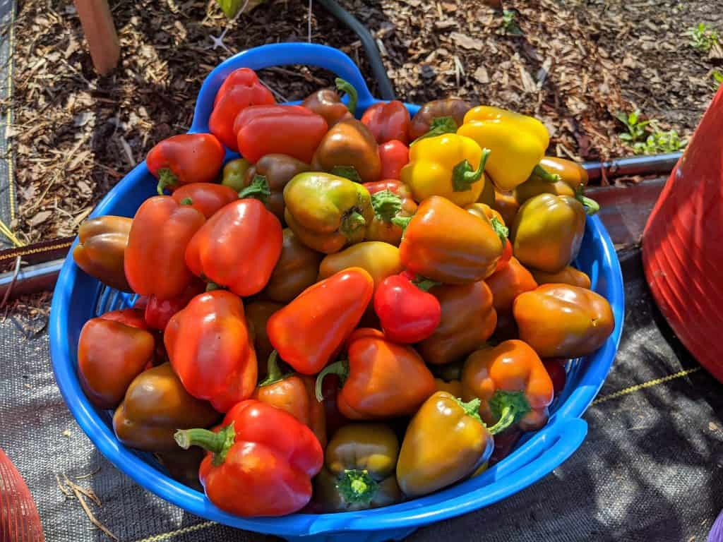 How to Grow & Care for Mini Bell Peppers