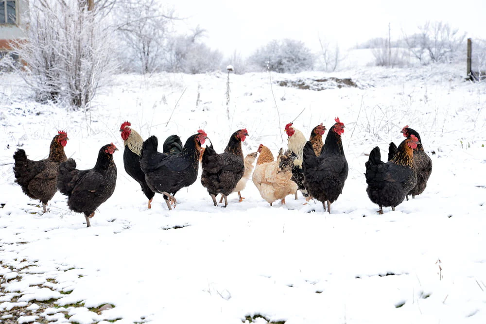 Winter Care for Your Flock