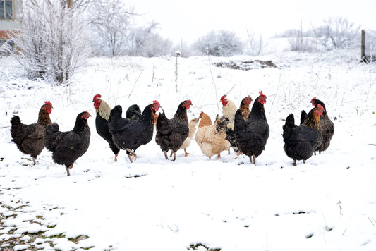 Winter Care for Your Flock