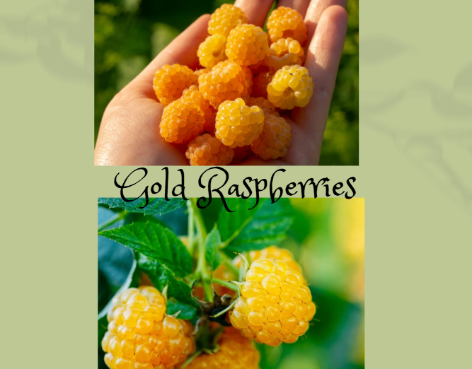 Gold Raspberries
