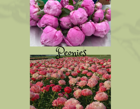 Peonies