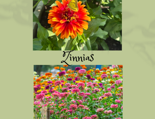 Zinnias